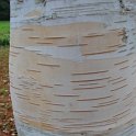 Betula utilis ecorce